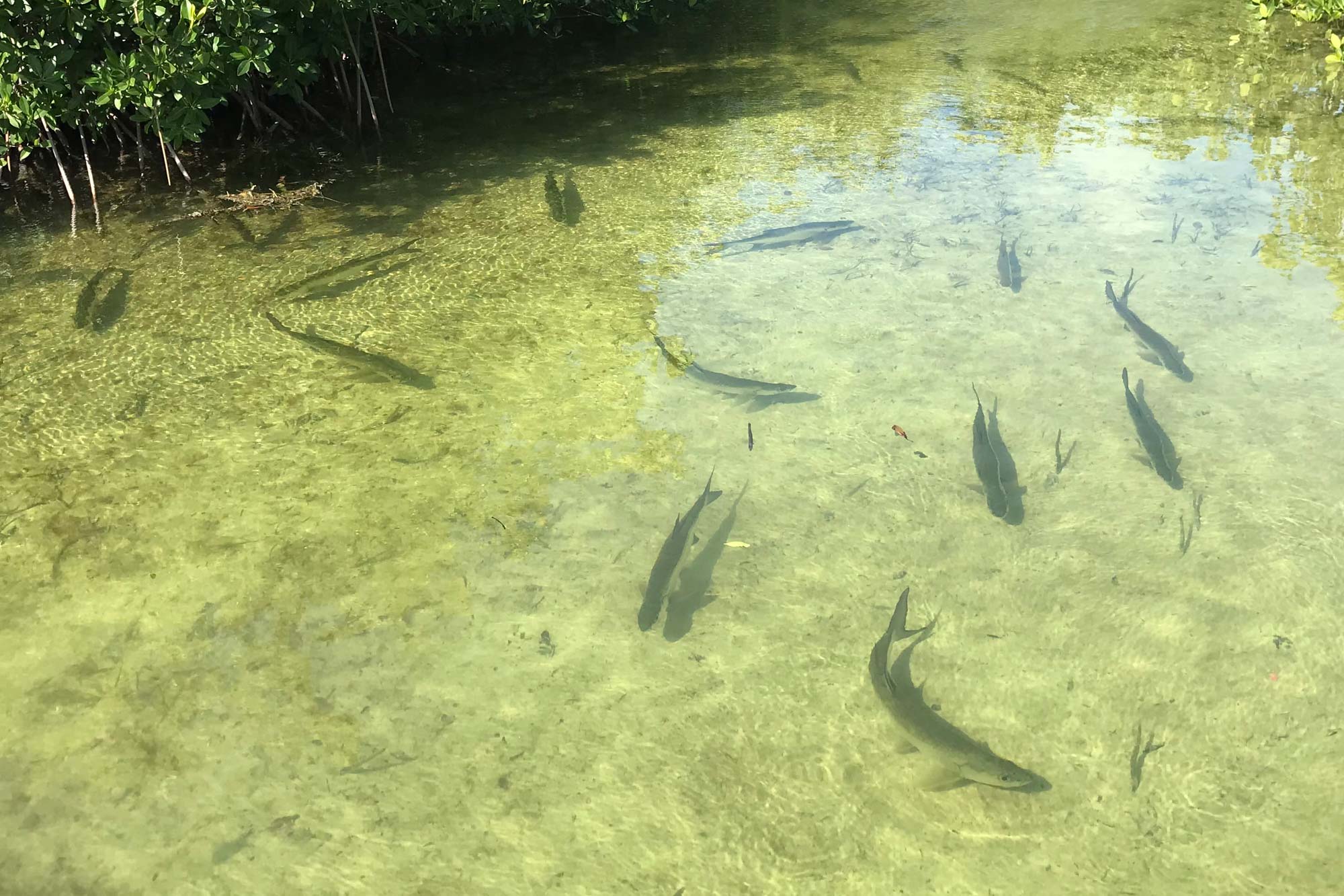 Tarponmangrove