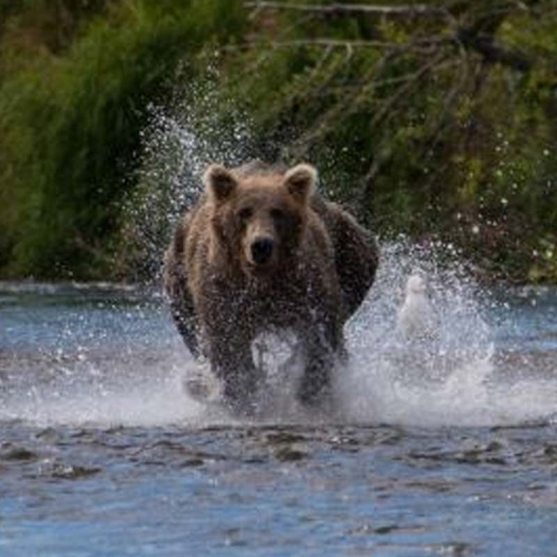 Circlebear2 Circlebear2